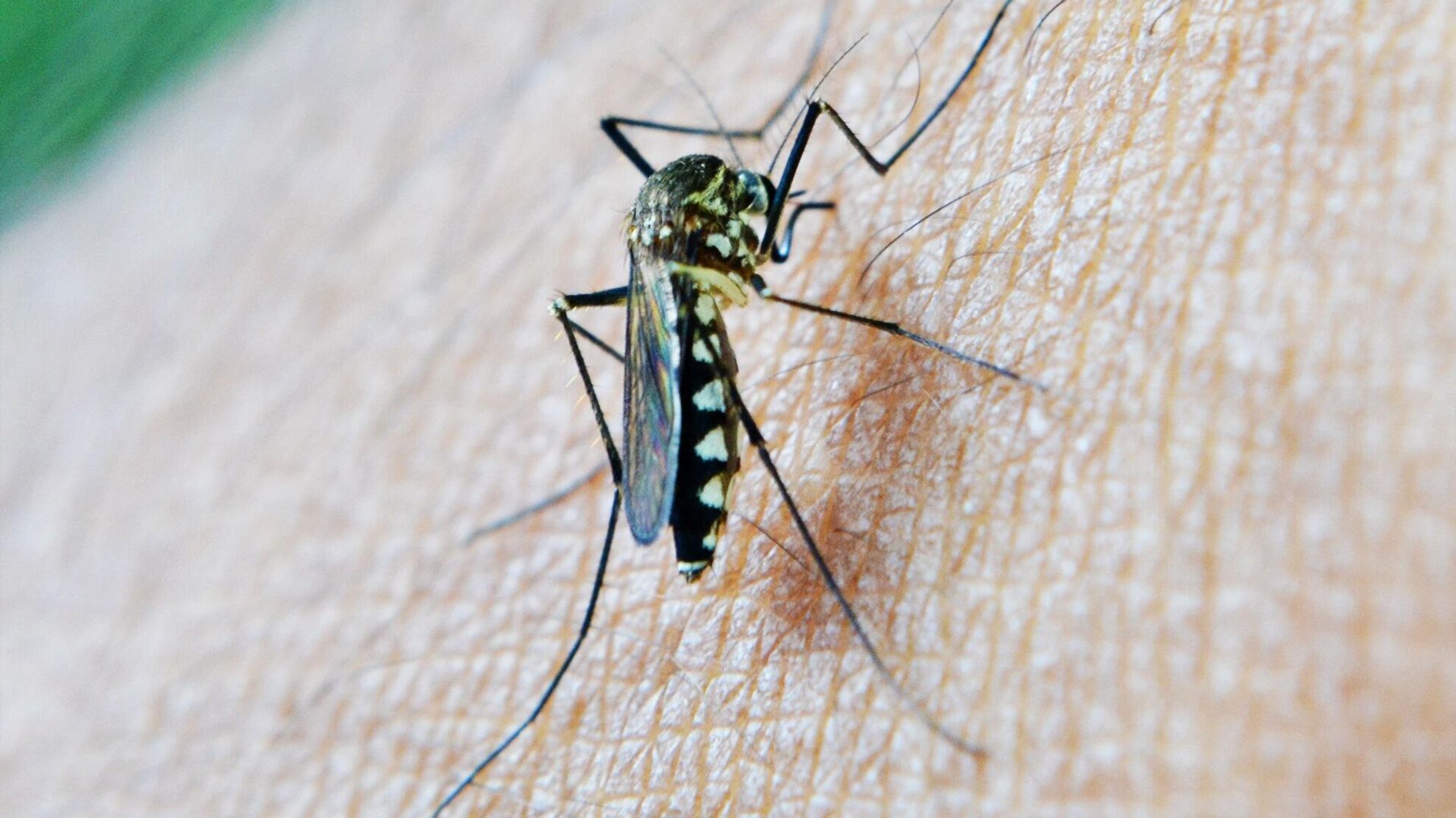 Народное средство отпугнет комаров - News-hub.ru