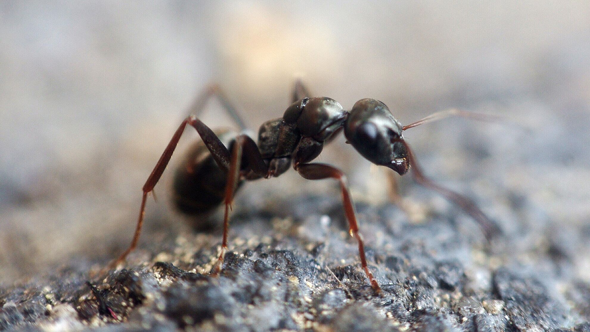 Как избавиться от муравьев в саду - Raketanews.ru, 15.08.2023