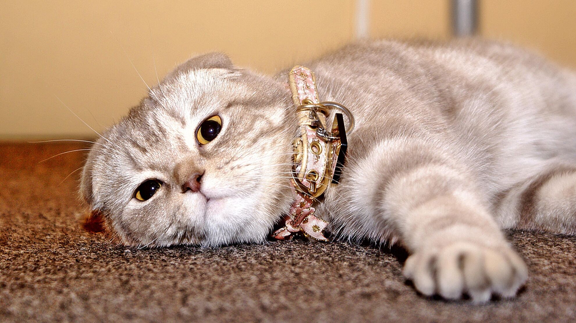 домашняя кошка в ошейнике, кот на ковре - Raketanews.ru, 19.08.2023