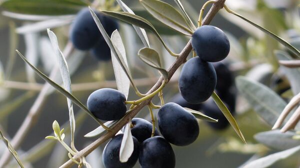 Поддельные маслины: одна строчка в составе раскроет обман производителя - Raketanews.ru, 17.09.2023