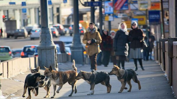 Ходить по улицам стало опасно: дикие животные блокировали жизнь города - Raketanews.ru, 19.09.2023