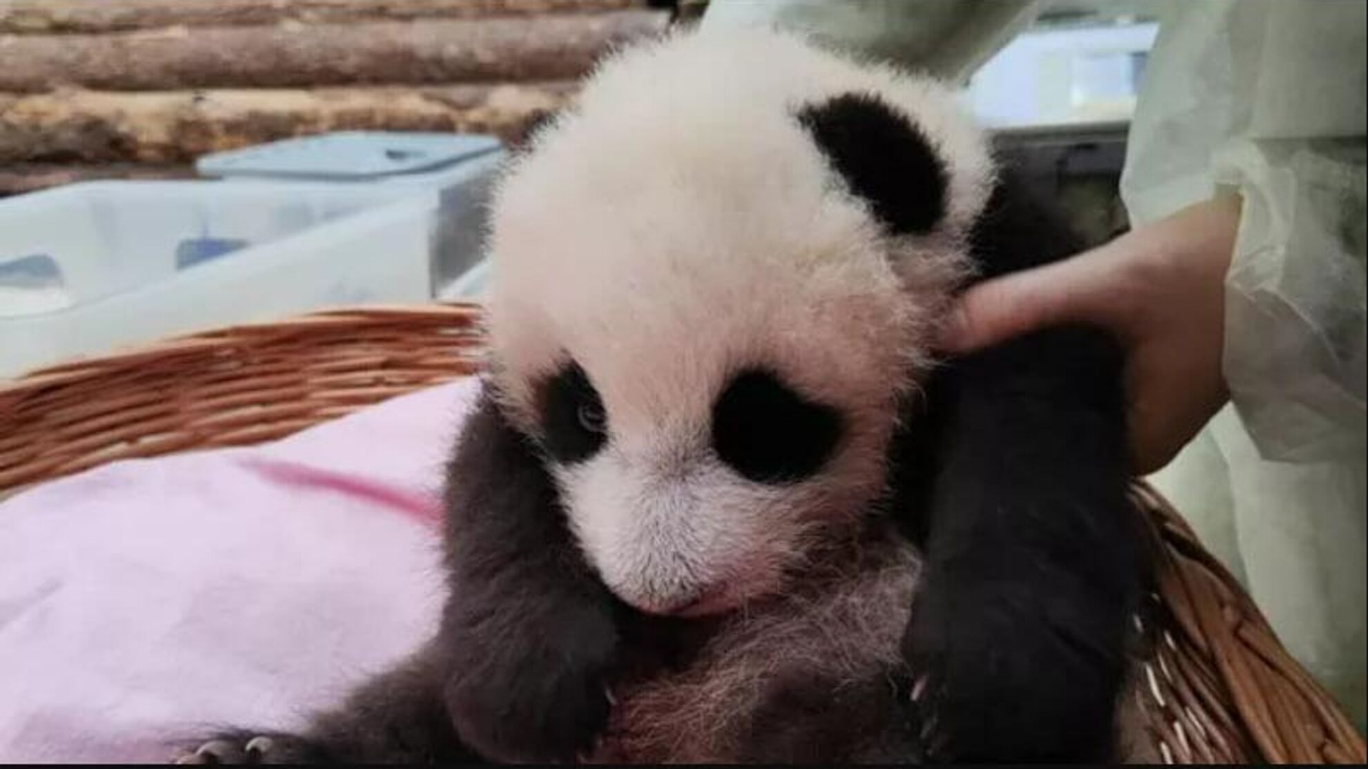 “Лаяла на нас, пугала”: новорожденная панда в Москве задала жару - Raketanews.ru, 02.11.2023