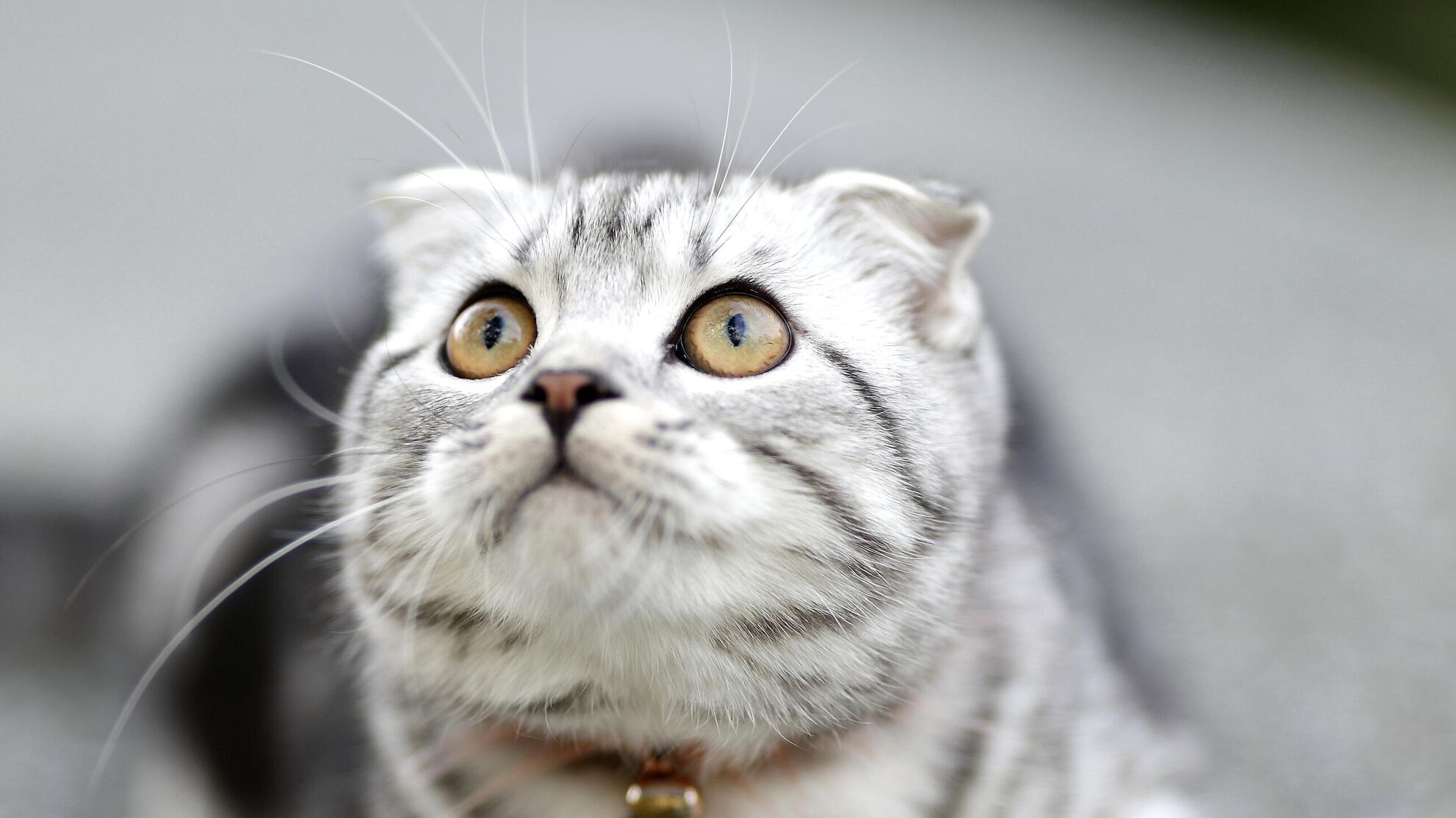 Три популярные породы кошек доставят одни проблемы: влетят в копеечку - Raketanews.ru, 06.11.2023