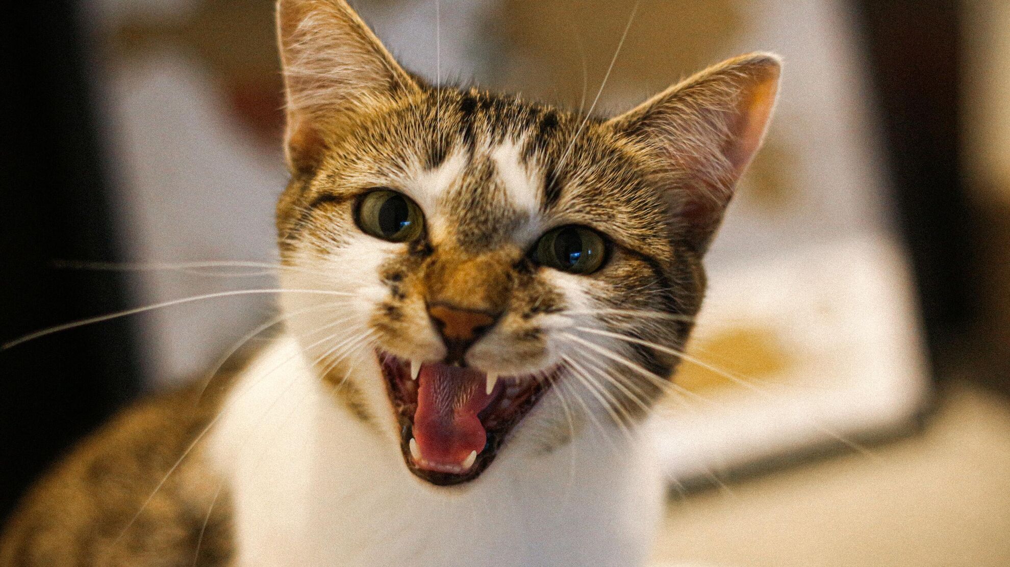 Зоопсихолог объяснил, почему коты не пакостят назло: дело в эмоциях - Raketanews.ru, 10.11.2023