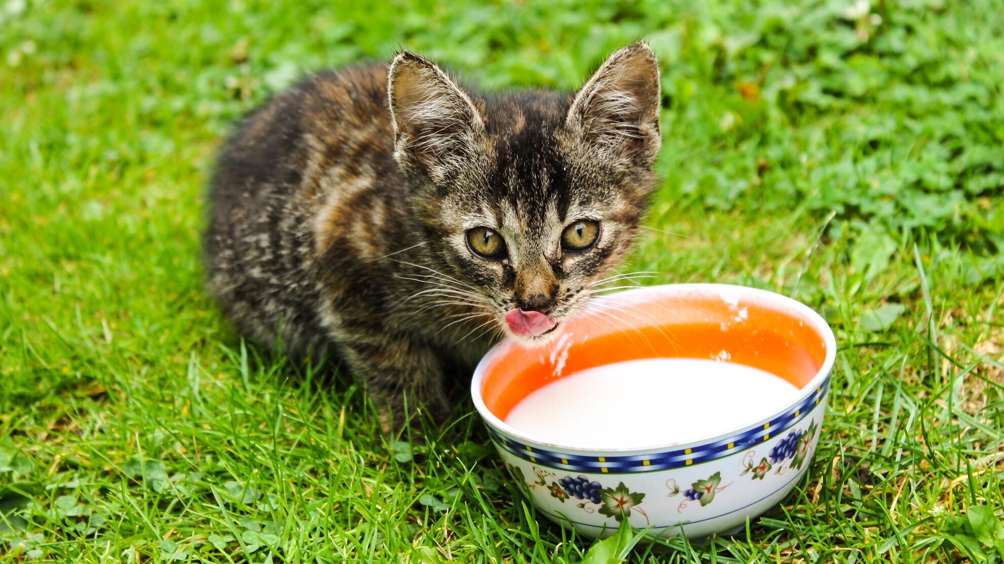 Можно ли кошкам пить молоко: последствия для питомца будут серьезными - Raketanews.ru, 13.11.2023