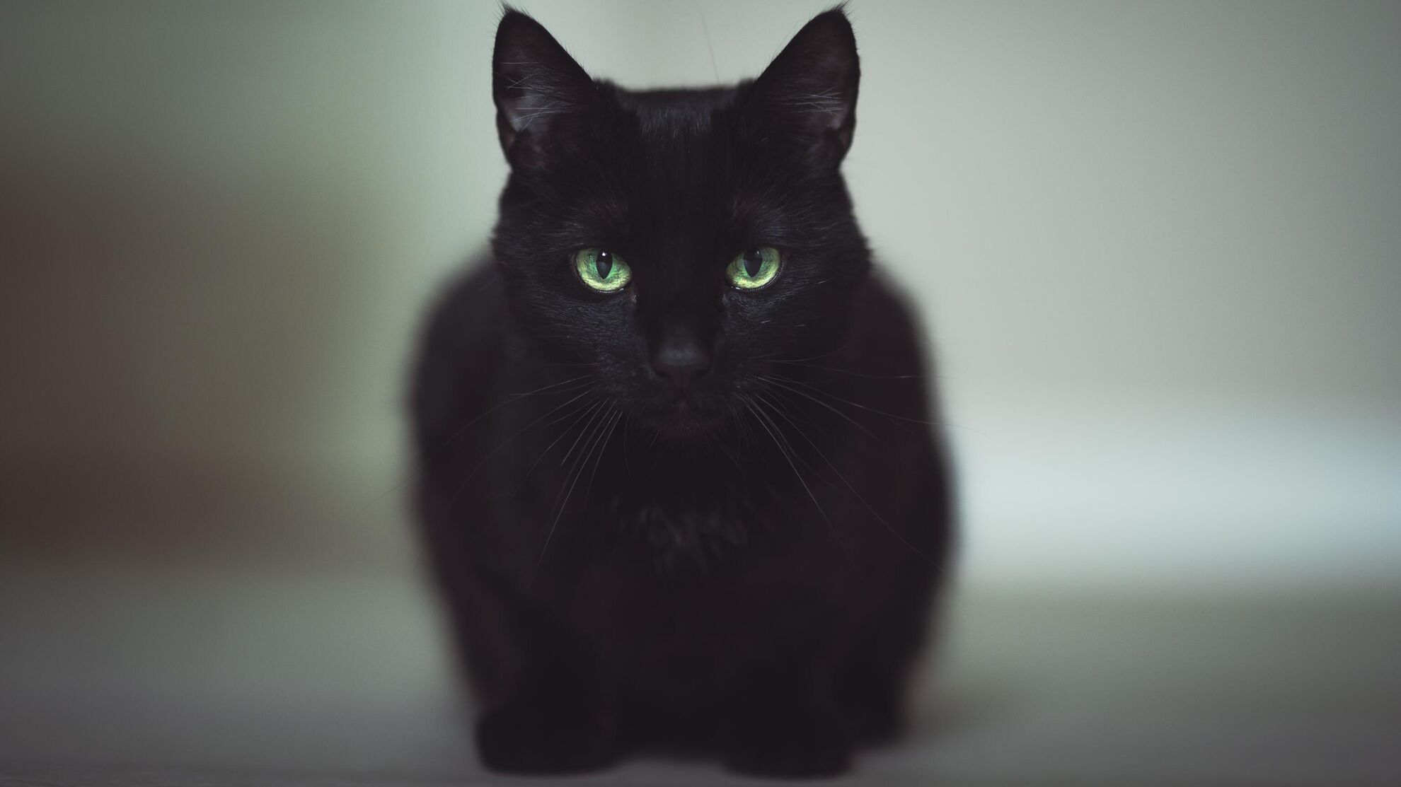 День защиты черных кошек: зачем придумали праздник и когда его отмечают - Raketanews.ru, 17.11.2023