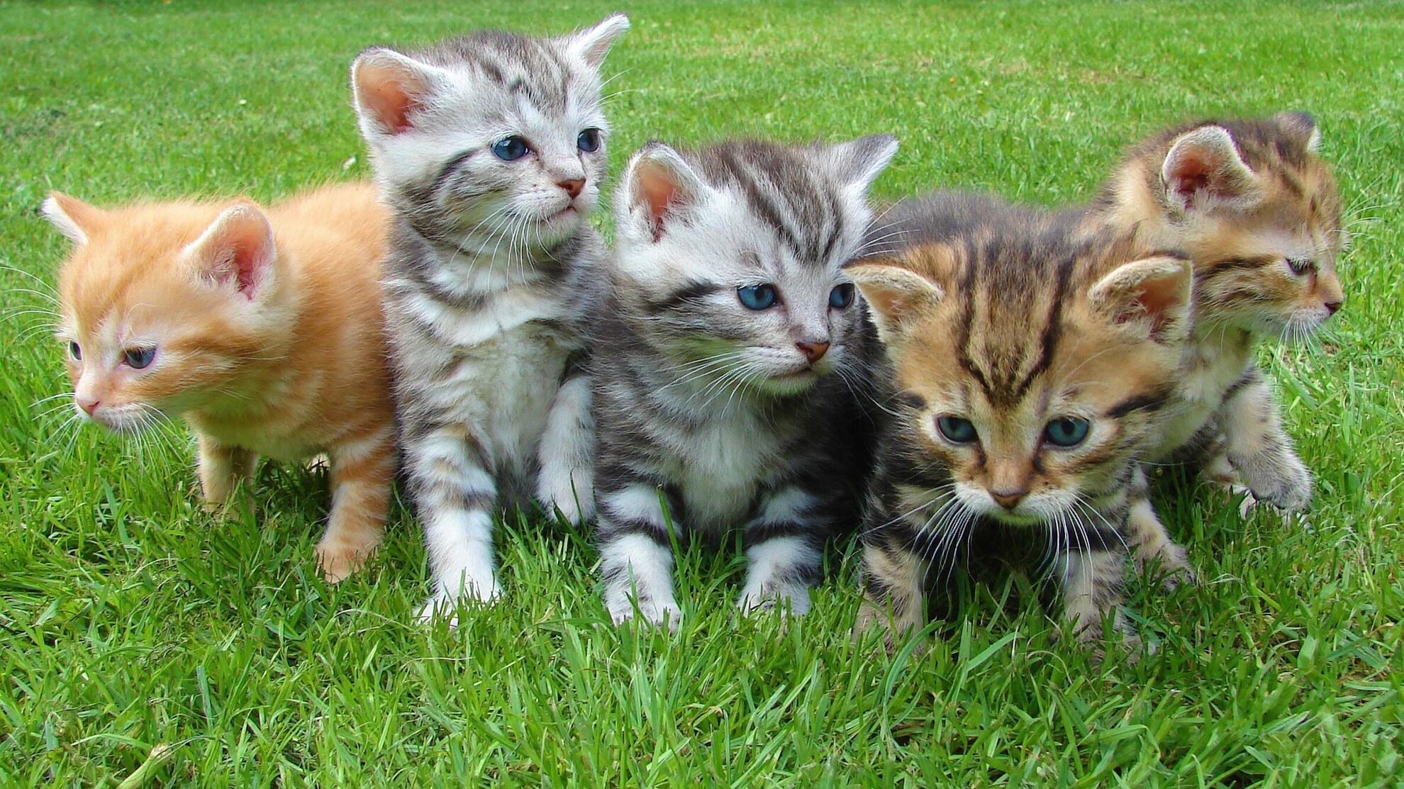 Эти три породы кошек еще хозяина переживут: обладают самым крепким здоровьем - Raketanews.ru, 20.11.2023