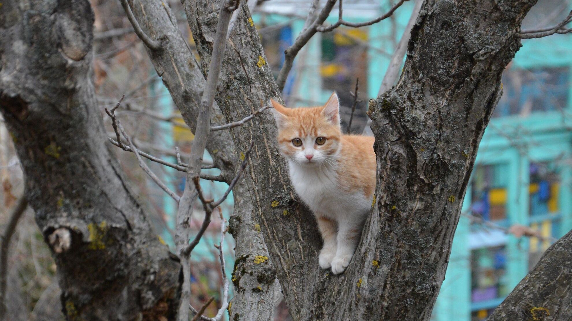 А у них лапки: почему кошки залезают на дерево и спуститься сами уже не могут - Raketanews.ru, 22.11.2023