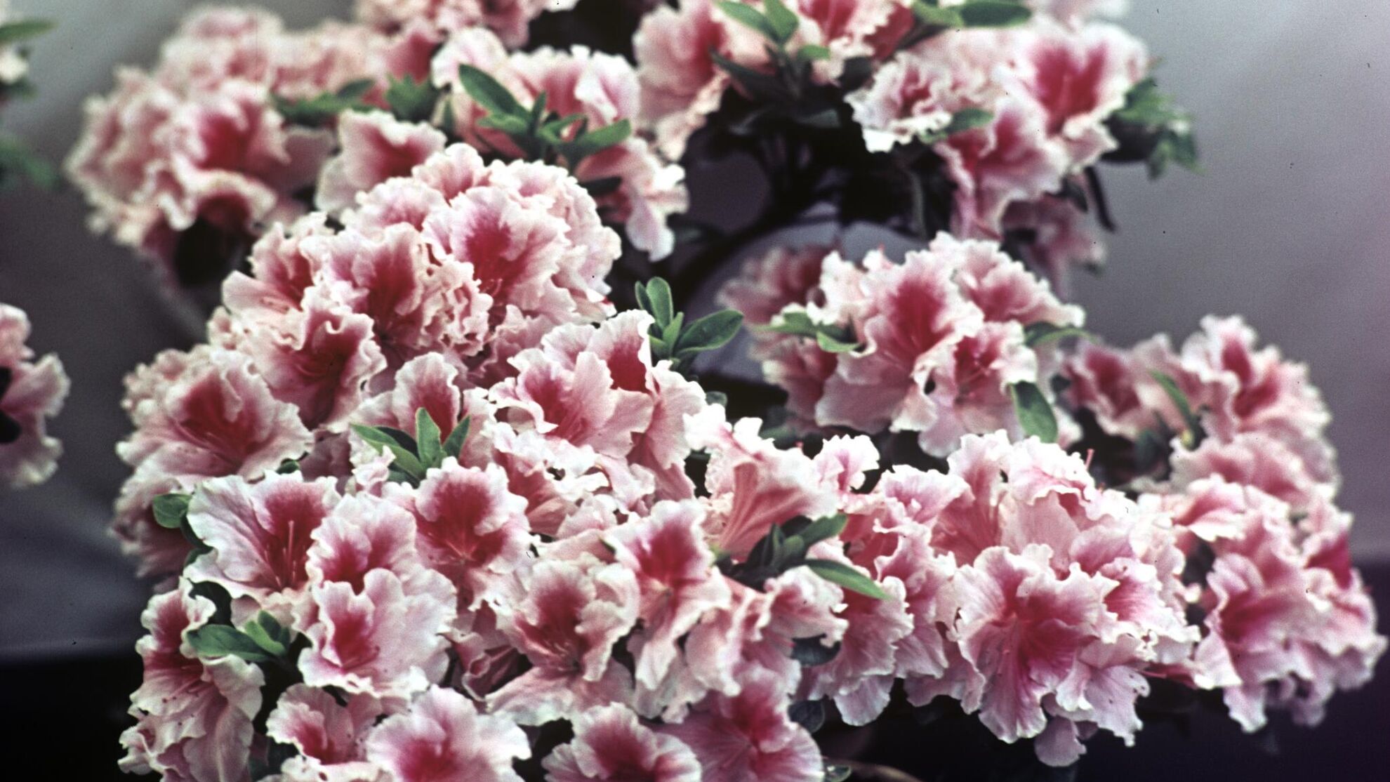 Капризная азалия зацветет как бешеная: сделайте это с цветком зимой - Raketanews.ru, 27.11.2023