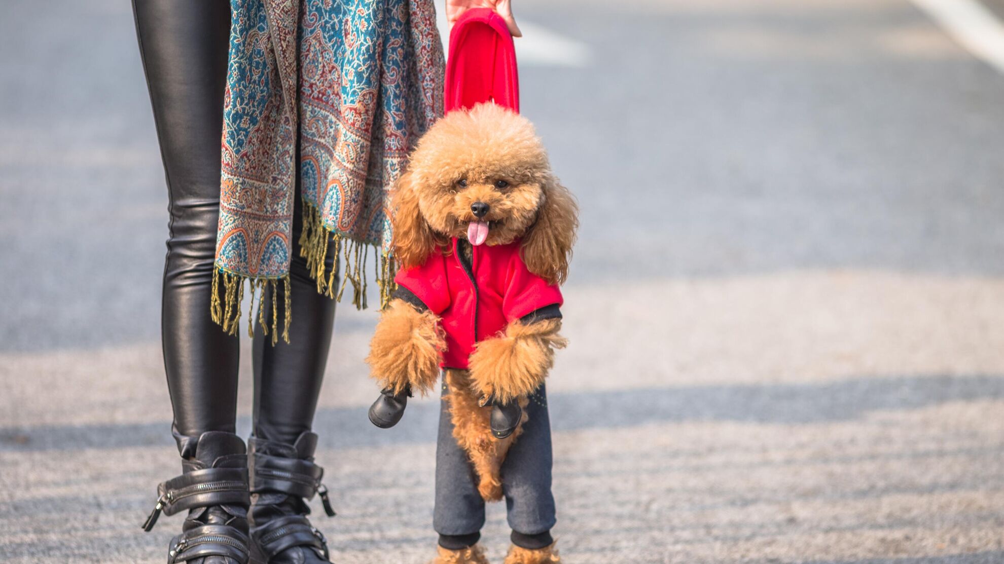 Не знаете, как защитить лапки собаки на прогулке зимой? Попробуйте эти несколько вариантов - Raketanews.ru, 28.11.2023