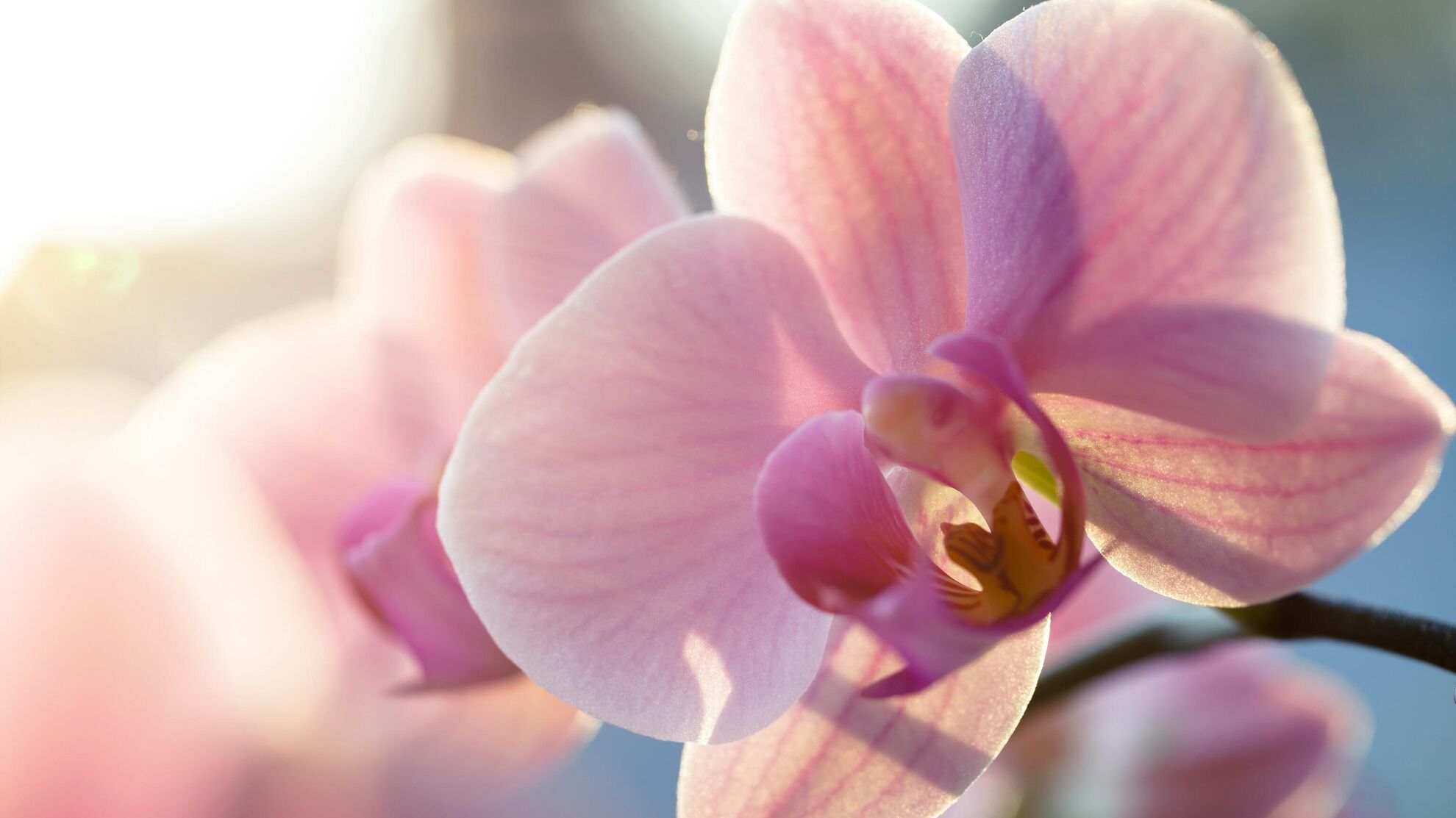 Мечтаете, чтобы орхидея буйно цвела? Волшебная таблетка из аптечки сотворит настоящее чудо — подкормка реанимирует даже умирающий цветок - Raketanews.ru, 16.12.2023