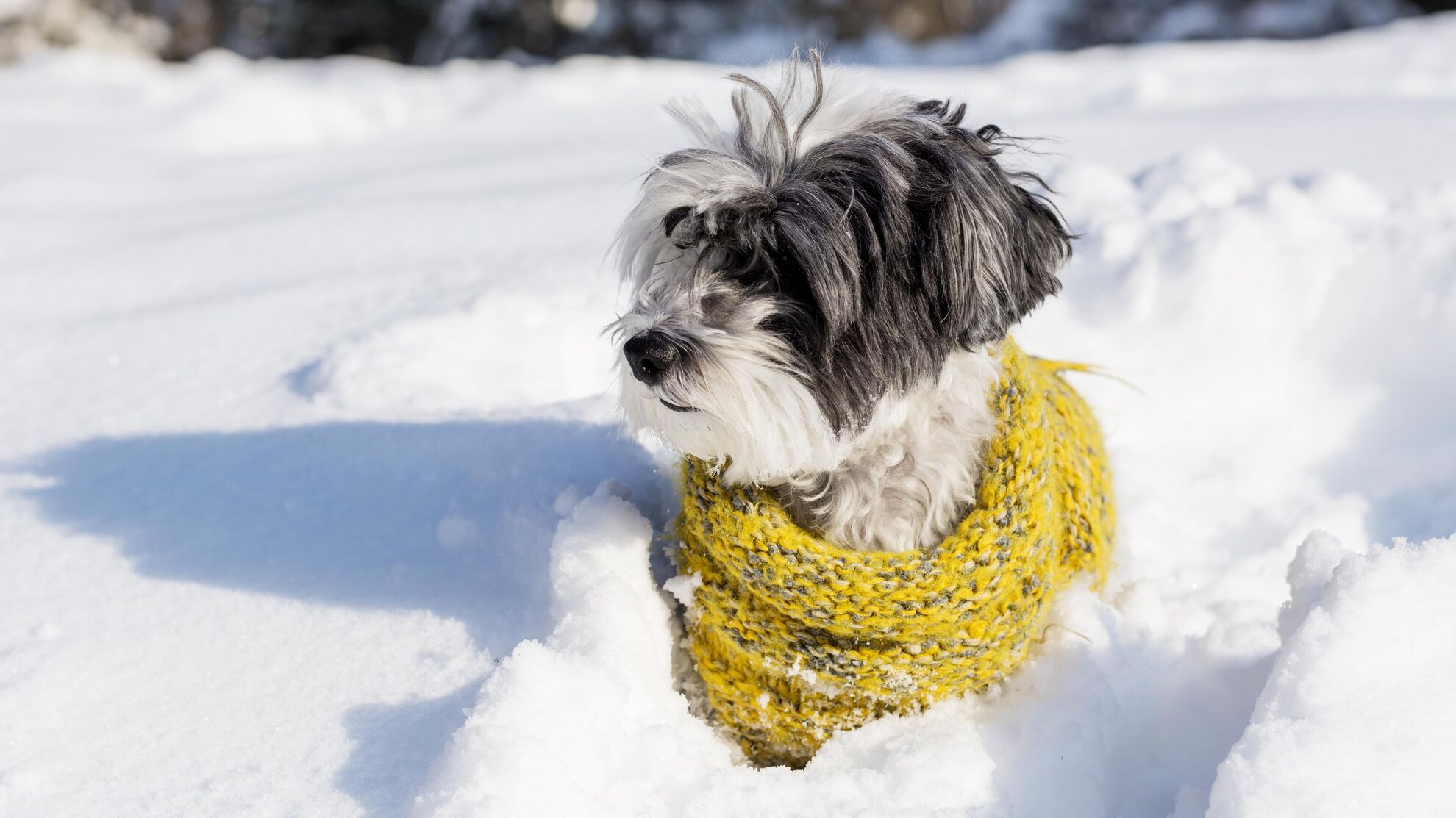А вы знали сколько стоит гулять с собакой зимой? Кинолог дал точный ответ - Raketanews.ru, 12.12.2023
