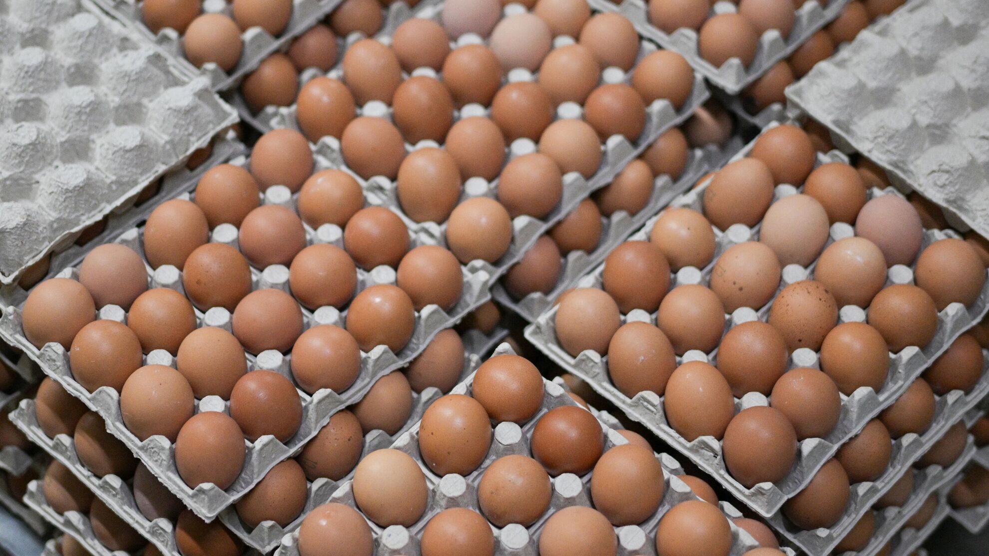 Чем отличаются турецкие яйца от российских? Дело не только в цене - Raketanews.ru, 28.01.2024