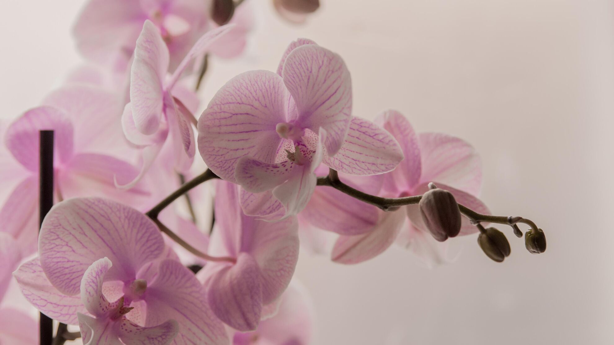 Хотите подкормить любимую орхидею? Такое удобрение придется по вкусу даже самому капризному растению - Raketanews.ru, 24.12.2023